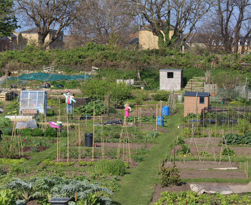 Campbell Road Allotment