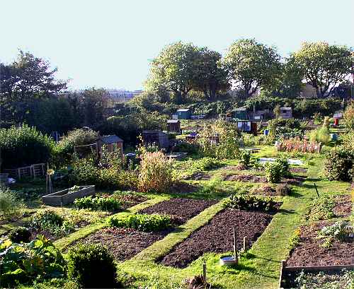 Campbell Road Allotment